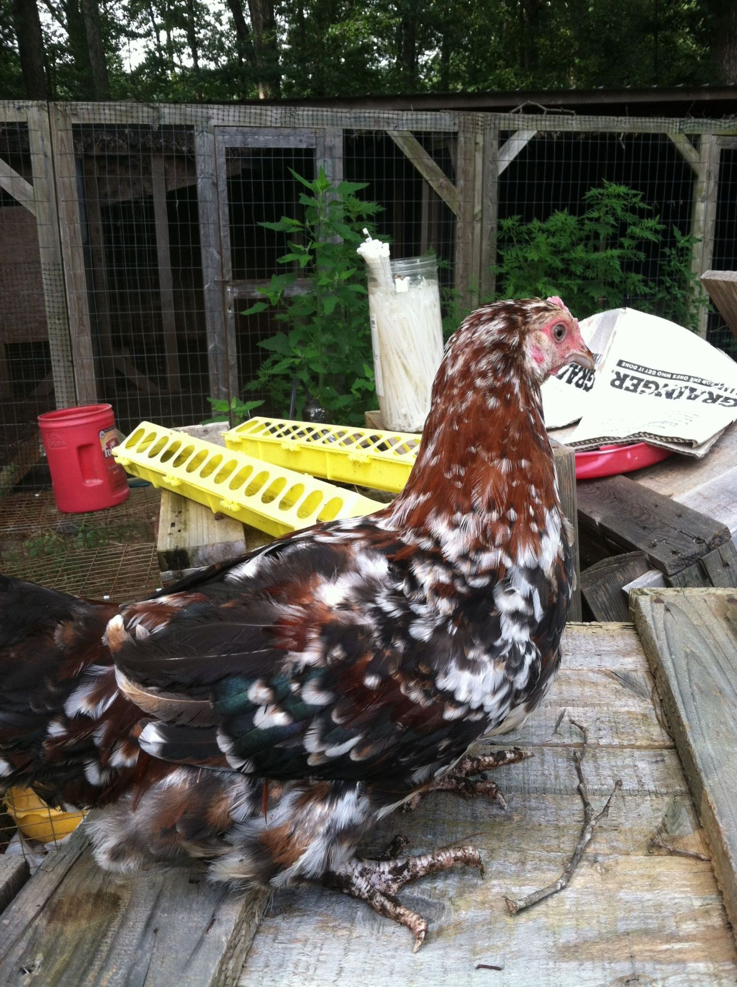  MG]. It was a both rooster and hen. It died a couple three weeks ago. So I know they can produce spots.
